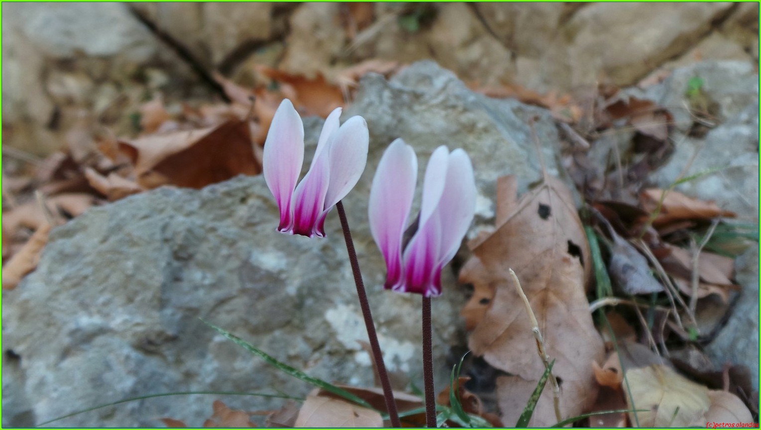 roustika cyclamen